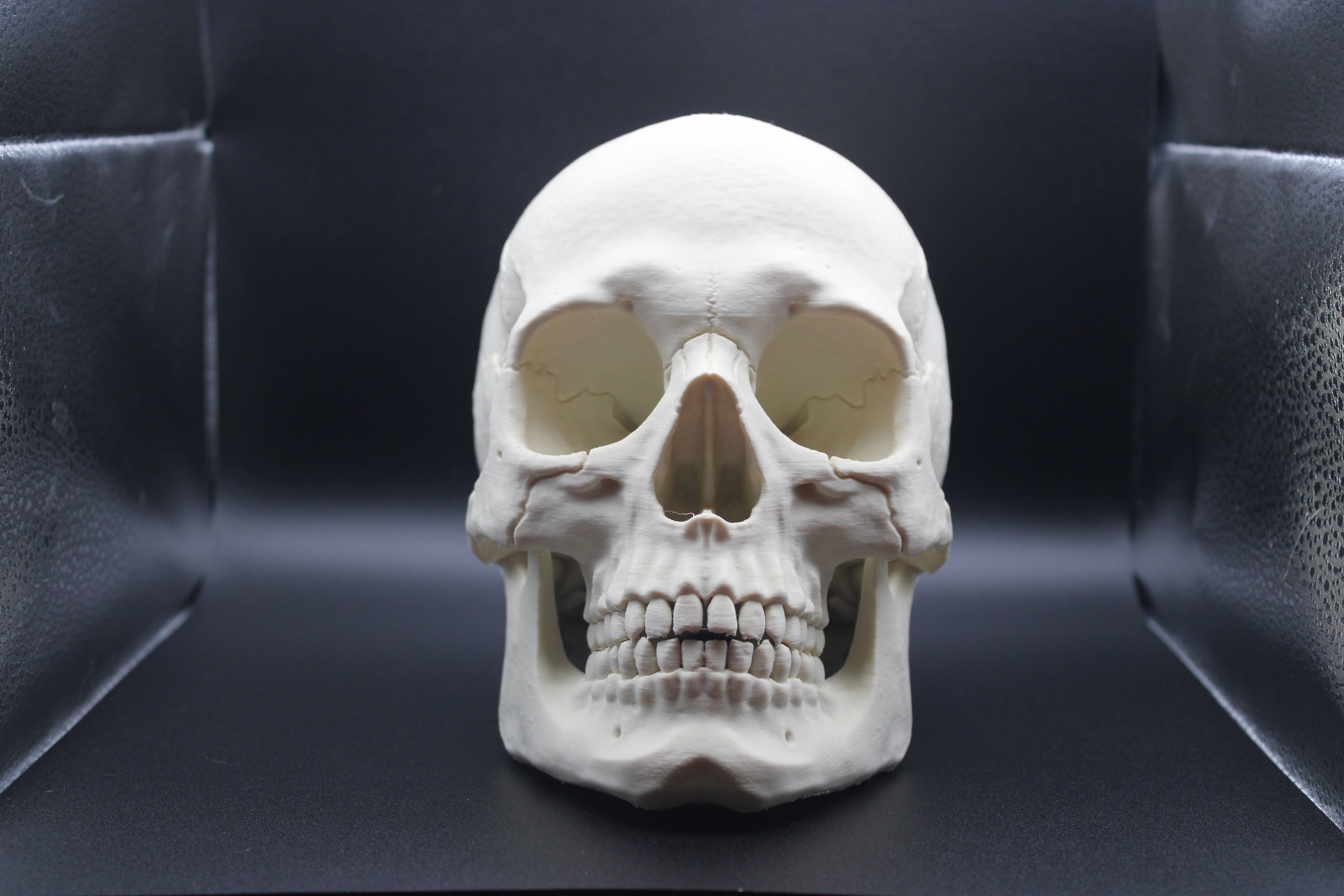 Anatomically Correct Human Skull - Prop
