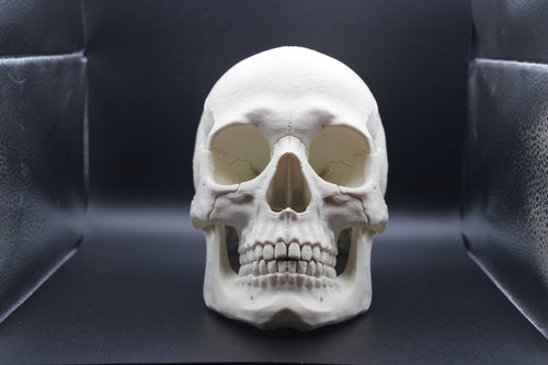 Anatomically Correct Human Skull - Prop