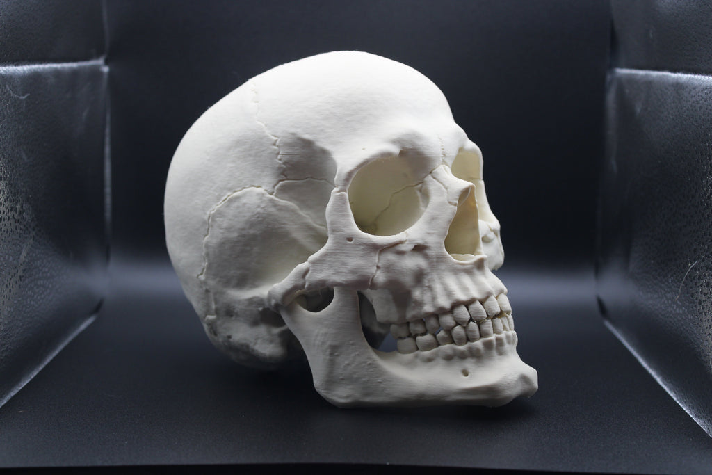Anatomically Correct Human Skull - Prop