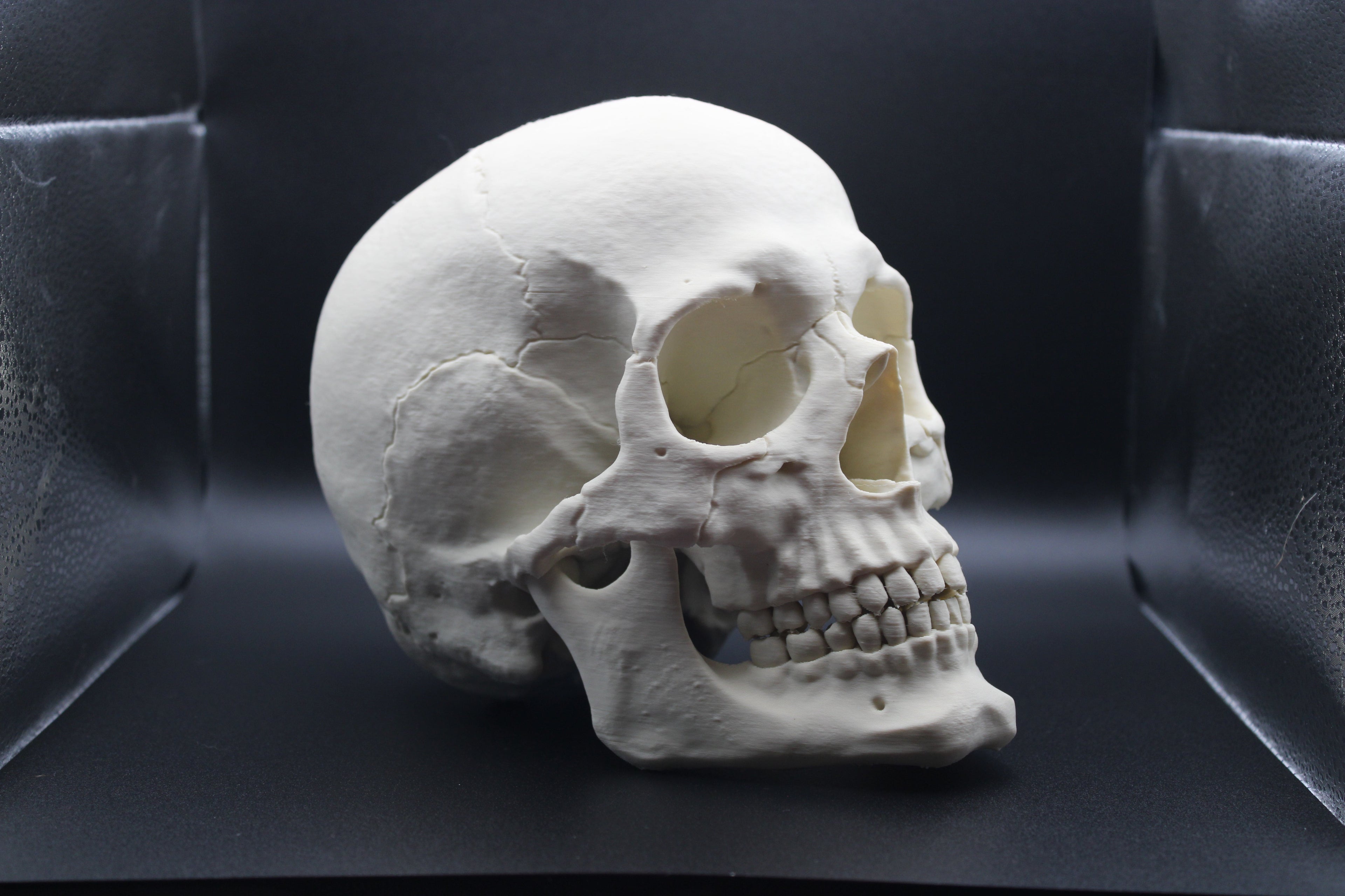 Anatomically Correct Human Skull - Prop