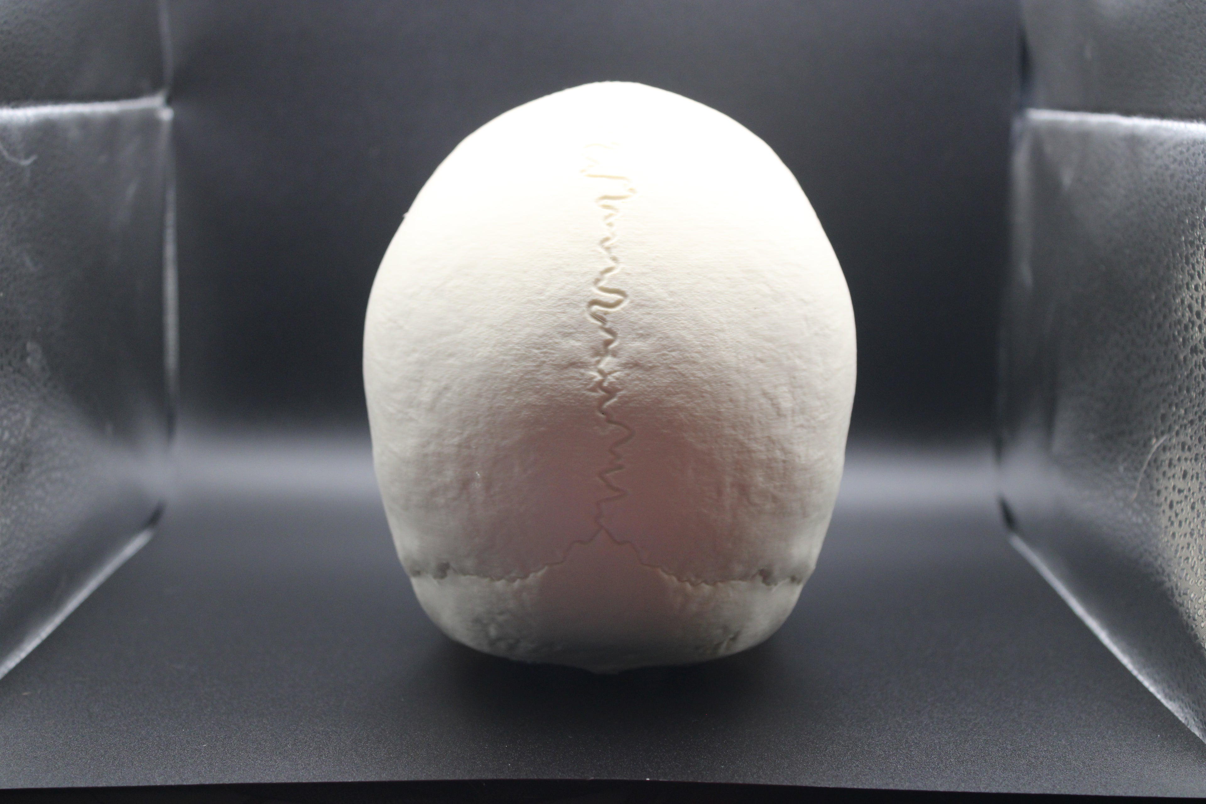 Anatomically Correct Human Skull - Prop