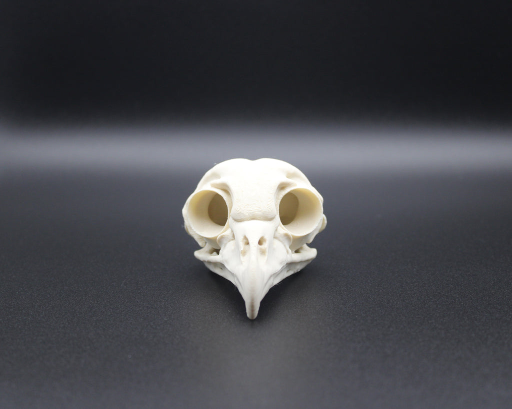 Barred Owl Skull - Prop