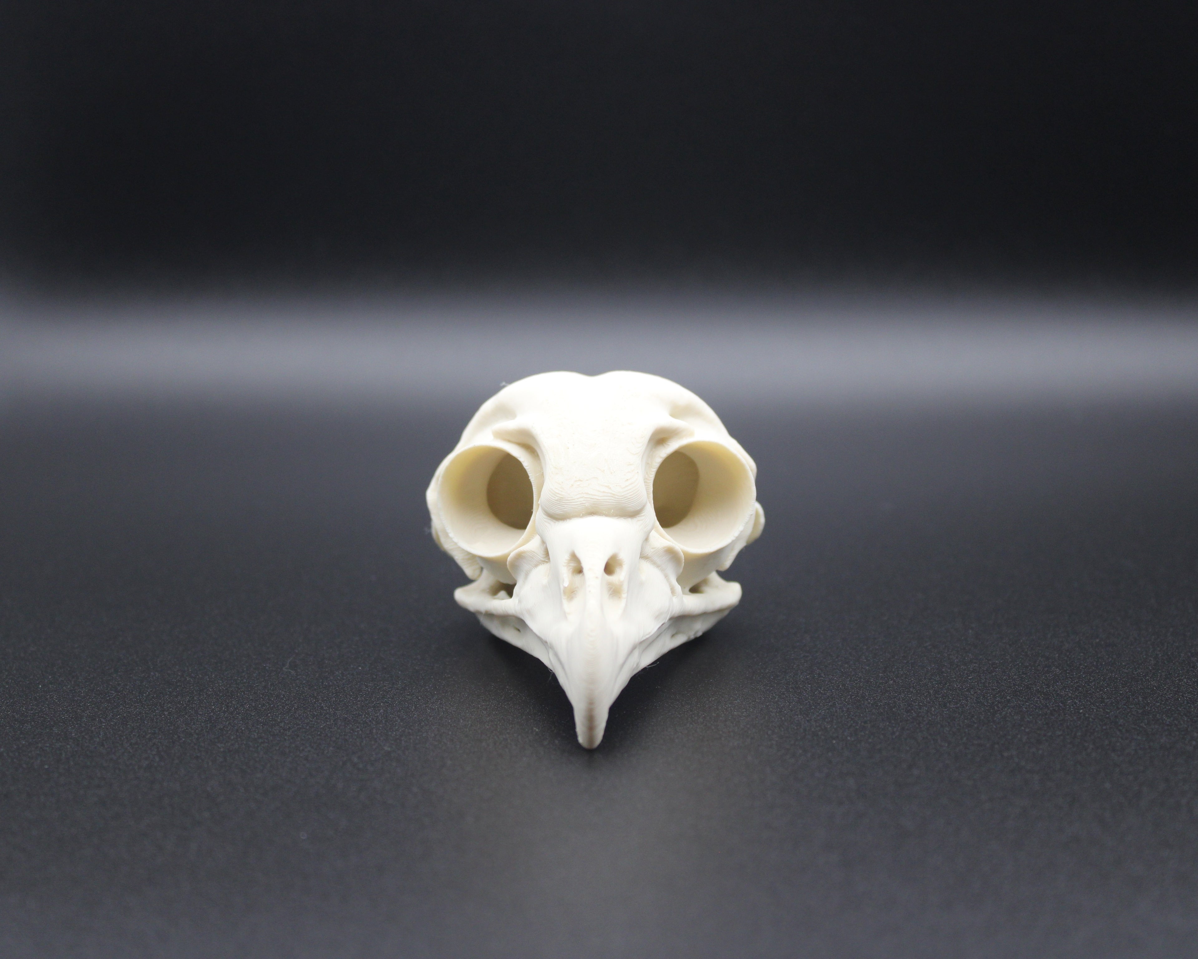 Barred Owl Skull - Prop