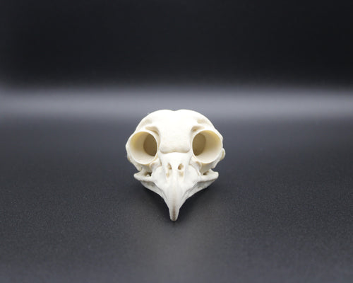 Barred Owl Skull - Prop