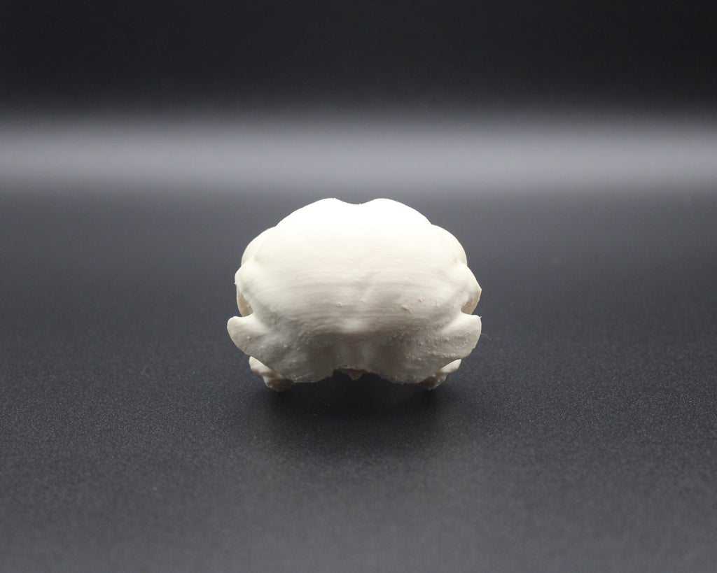 Barred Owl Skull - Prop