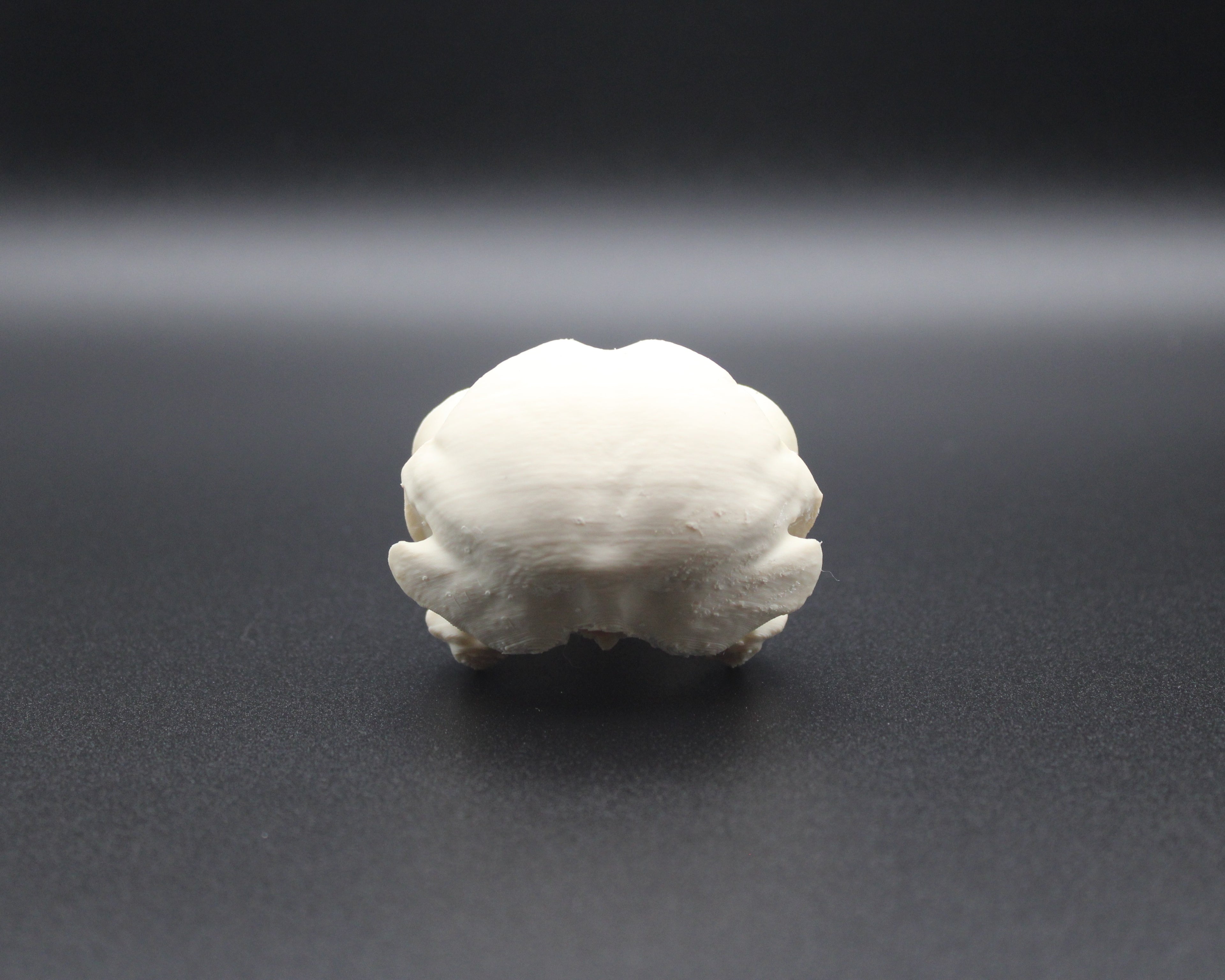Barred Owl Skull - Prop