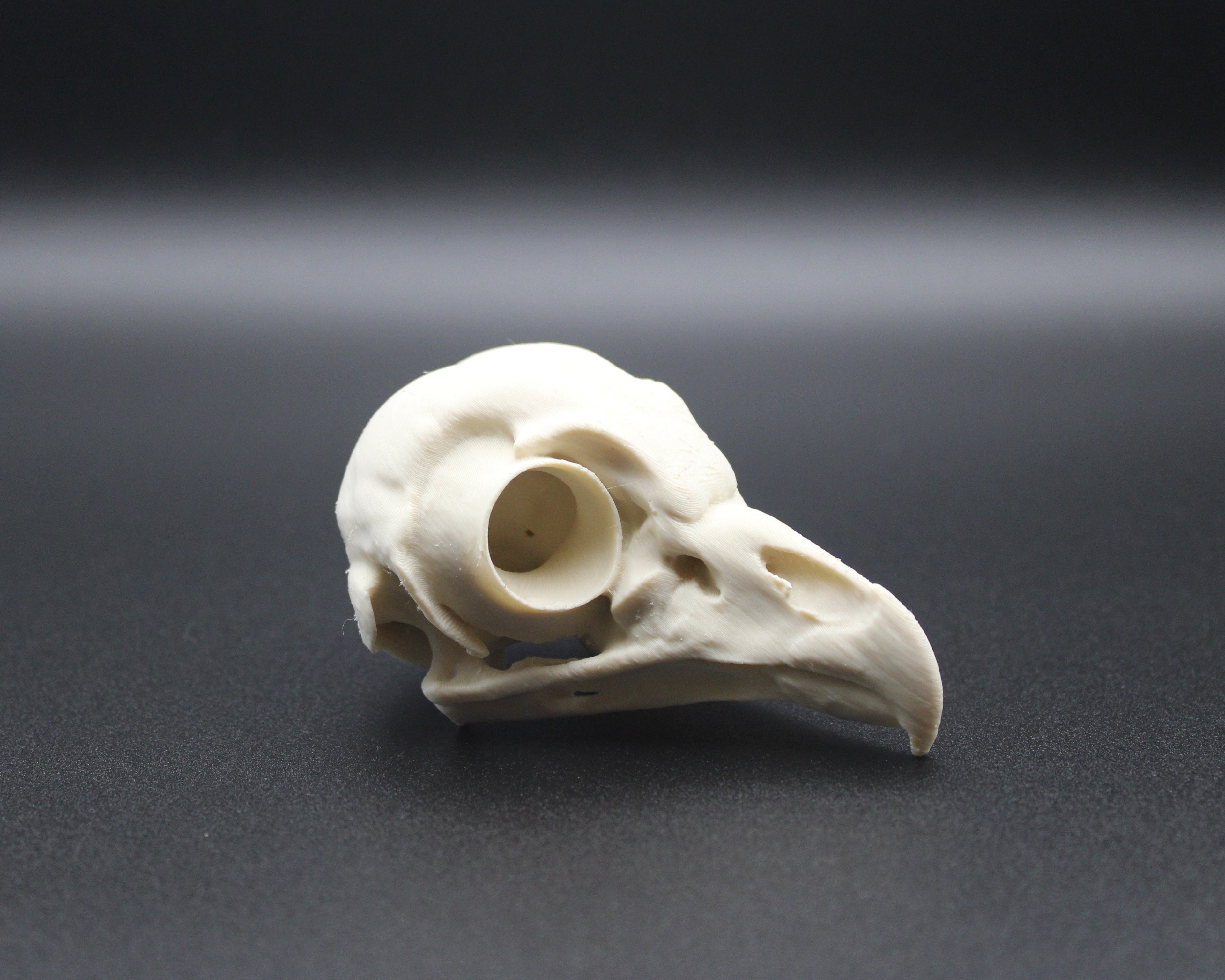 Barred Owl Skull - Prop