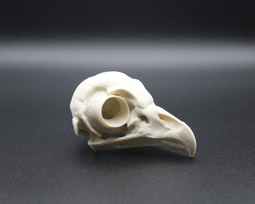 Barred Owl Skull - Prop